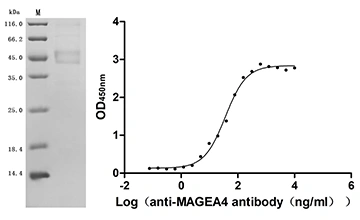 CSB-MP013330HU Validated Data
