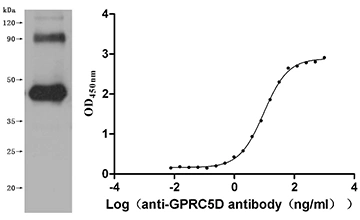 CSB-MP882153HU Validated Data