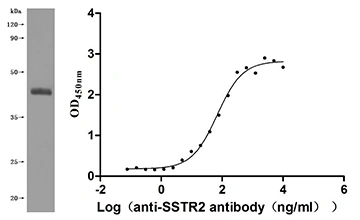 CSB-MP001707HU(A4) Validated Data