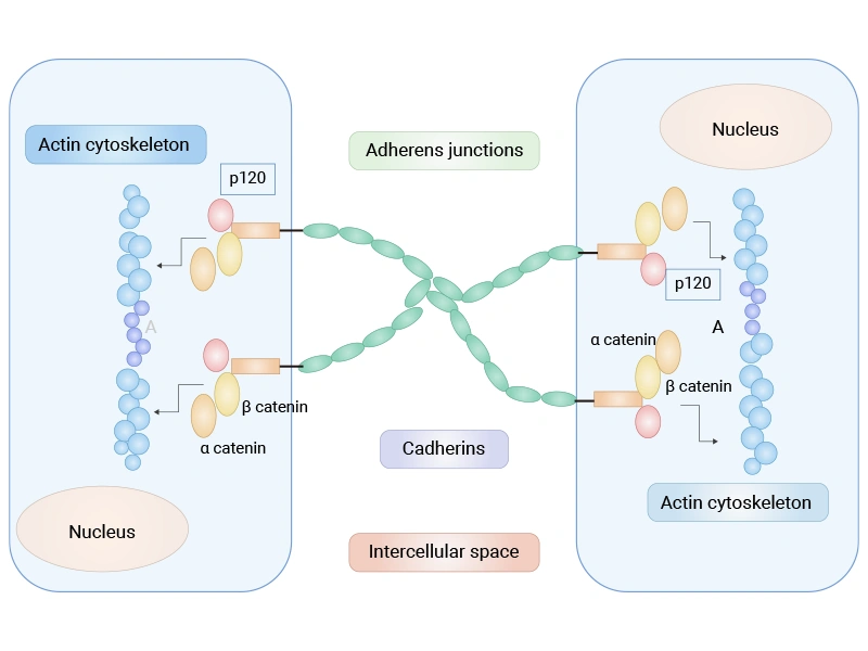 Schematic of the cadherin–catenin complex at adherens junctions