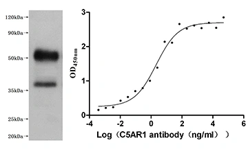 CSB-MP003996HU Validated Data